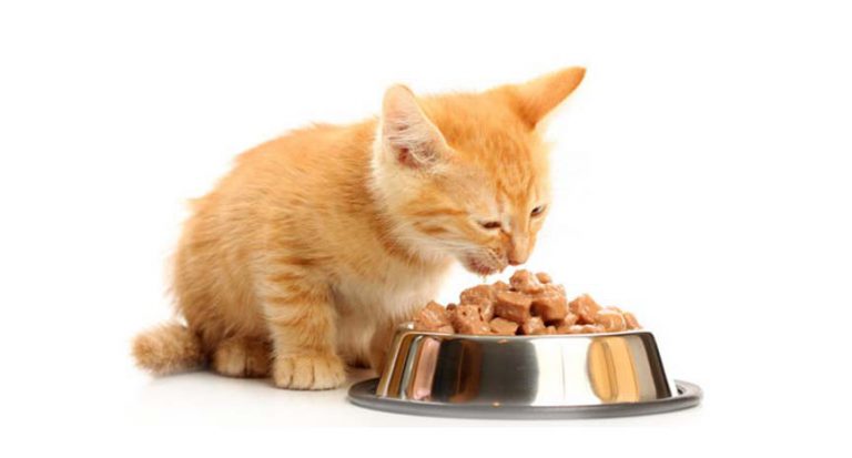 Read more about the article More people are buying organic pet food…Is it worth it?