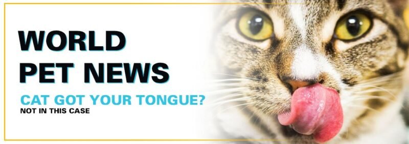 Cat got your tongue? Not in this case!