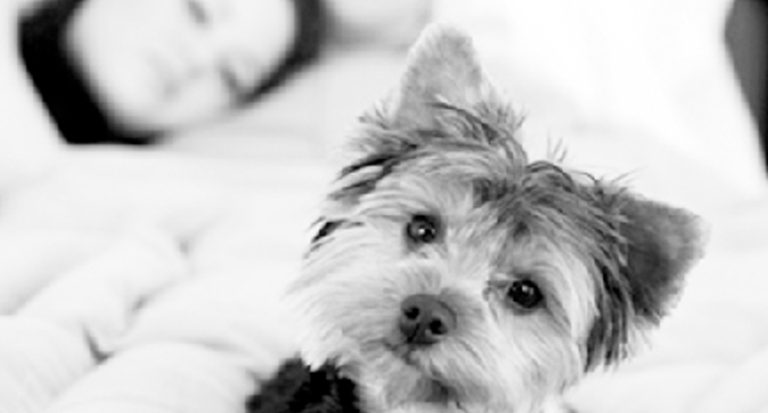 Read more about the article Pets In Bed!