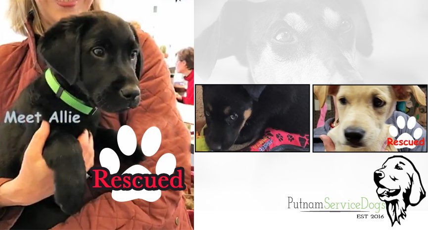 You are currently viewing Here’s our puppies! Putnam Service Dogs first puppies!