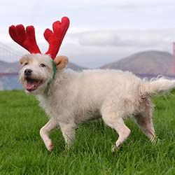 Reindeer-Hat-on-Dog