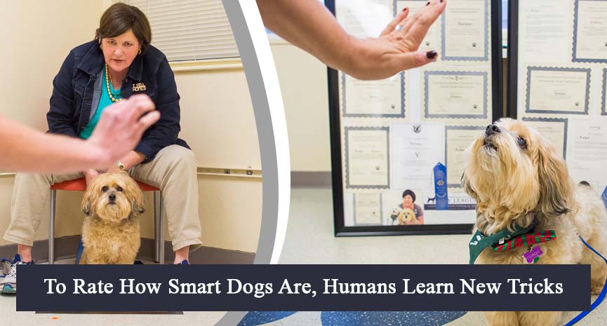 You are currently viewing To Rate How Smart Dogs Are, Humans Learn New Tricks