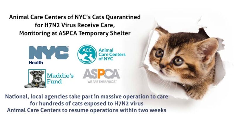 Animal Care Centers of NYC’s Cats Quarantined for H7N2 Virus Receive Care, Monitoring at ASPCA Temporary Shelter