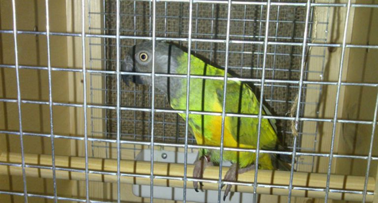 Read more about the article Boarding Pet Birds Challenges & Solutions