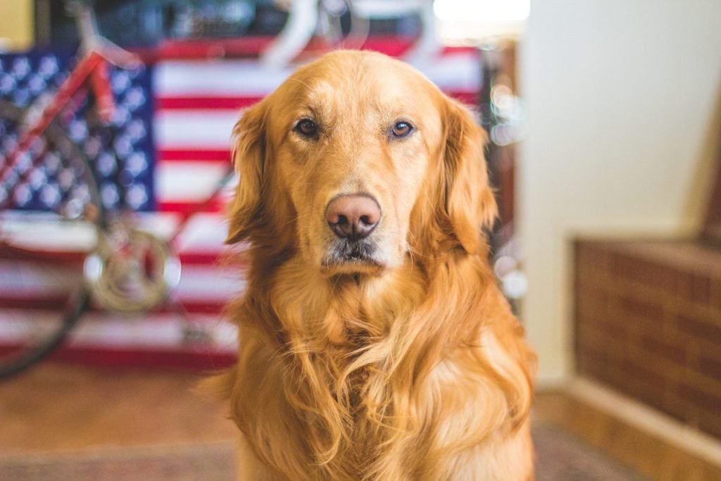 Fourth of July Pet Safety Tips