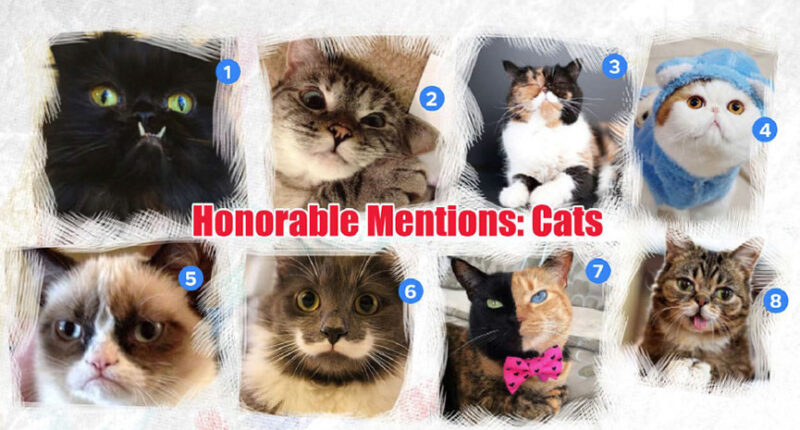 Honorable Mentions Cats