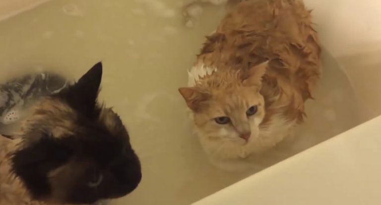Read more about the article Cats &, Oh No… Water
