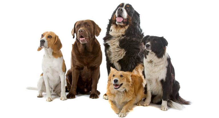 Read more about the article Dogs Speak A Universal  Language!