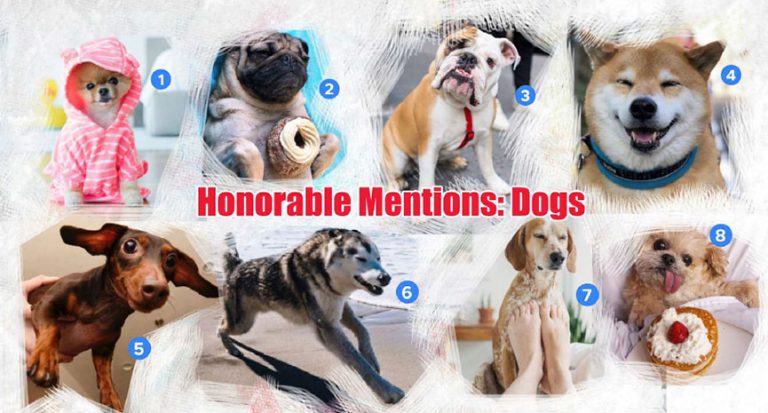 Read more about the article Honorable Mentions Dogs