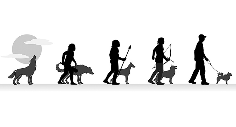 Evolution Of Veterinary Medicine