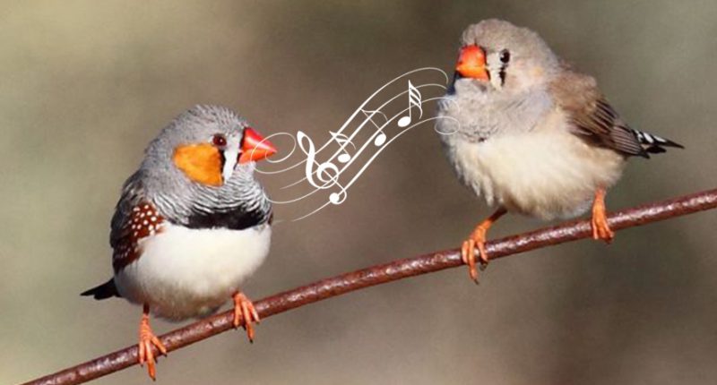 Finches Learn Courtship Songs