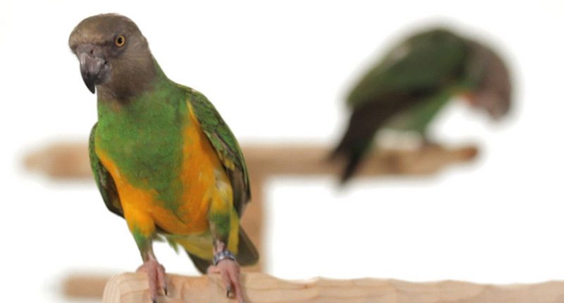 Introduction To Parrot Training