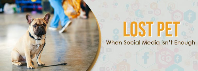Read more about the article Lost Pet: When Social Media isn’t Enough