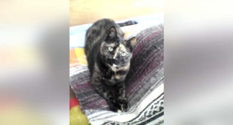 Read more about the article 6 Year old tortoiseshell cat