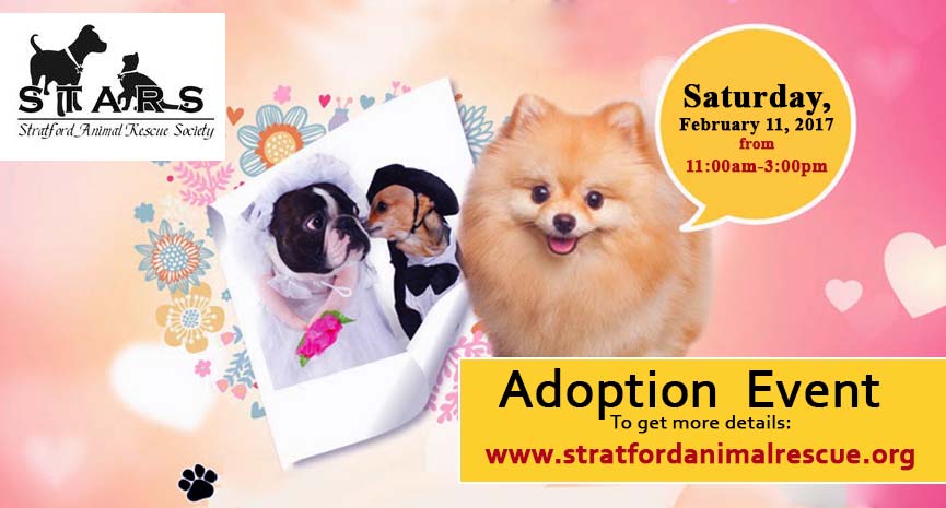You are currently viewing Pet Adoption Event