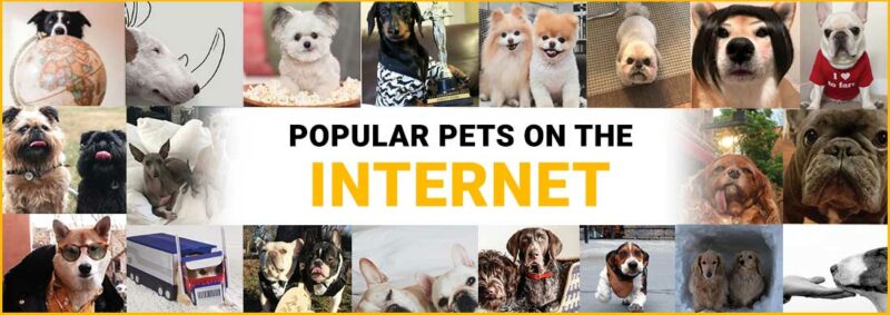 More popular pets to check out
