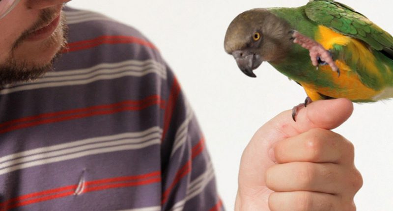 Teach Your Parrot To Talk & Say His Name