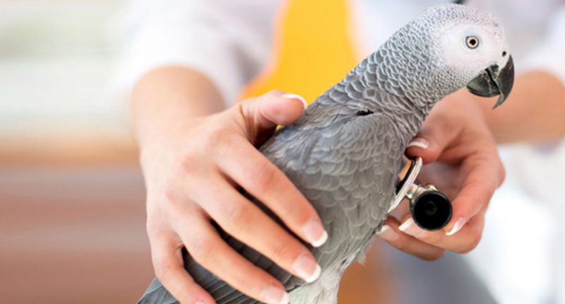 The Basics Of Pet Bird Wellness