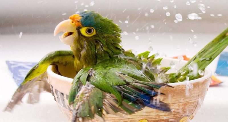 Water Is Essential For Pet Birds!