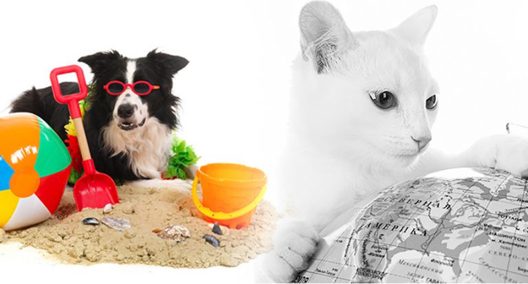 Read more about the article World Travel With Pets, You Bet!