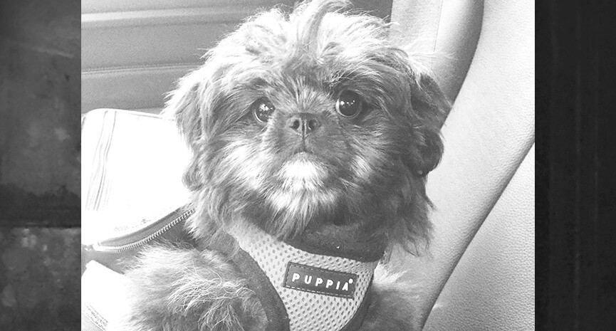 5-This-is-a-ChinPoo-puppy-named-Jackson.-We-think-he-looks-like-an-ewok-hes-only-4.8-lbs.-Good-things-come-in-small-packages