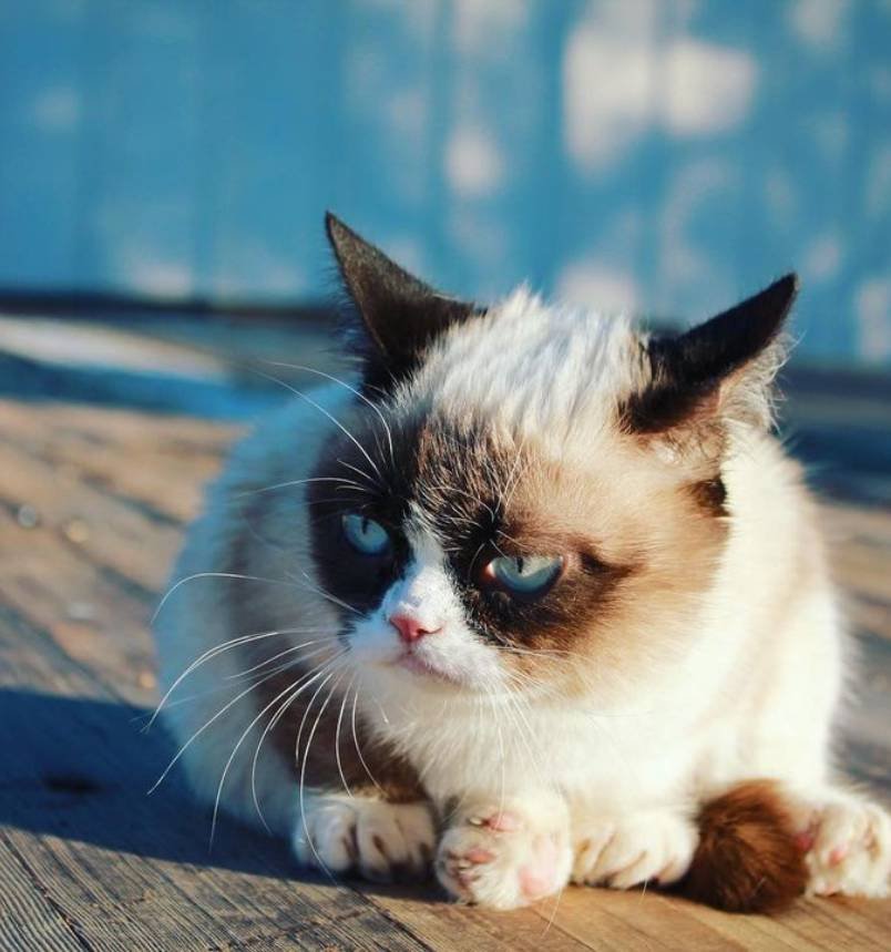 The Official Grumpy Cat