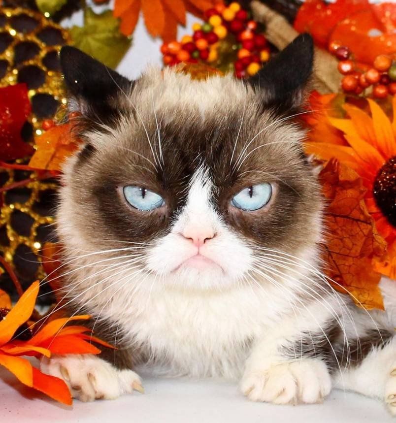 The Official Grumpy Cat