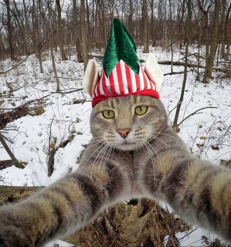 Manny The Selfie Cat