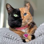 Venus the Two Face Cat