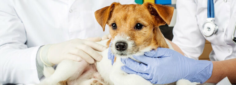 Read more about the article 5 Signs Your Dog Is Healthy Or Sick