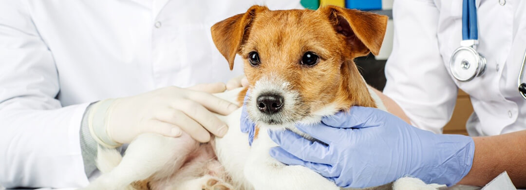 You are currently viewing 5 Signs Your Dog Is Healthy Or Sick
