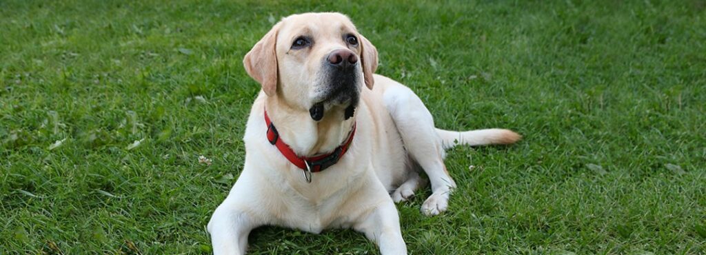 Dog Training Tips: 5 Great Ideas to Help You Train Your Lab