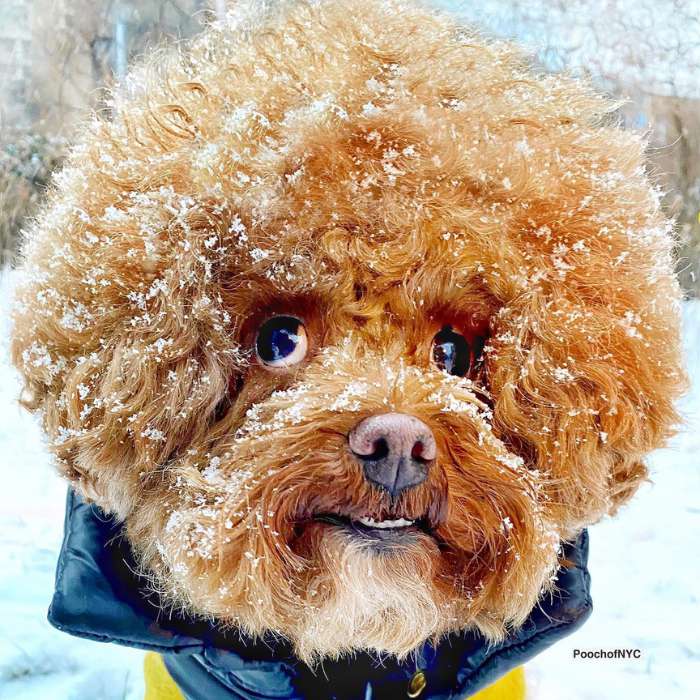 Poodle of the day
