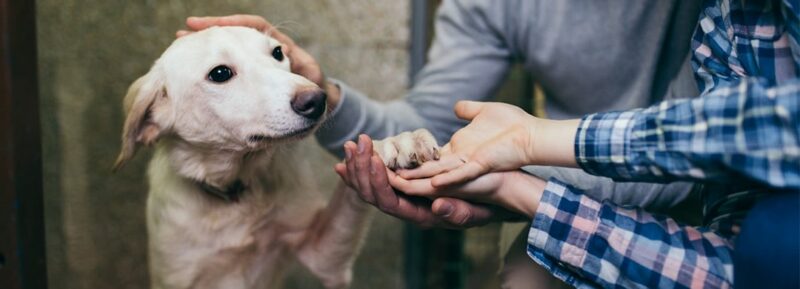 Dog Adoption Tips – Bringing Home A New Rescue Dog