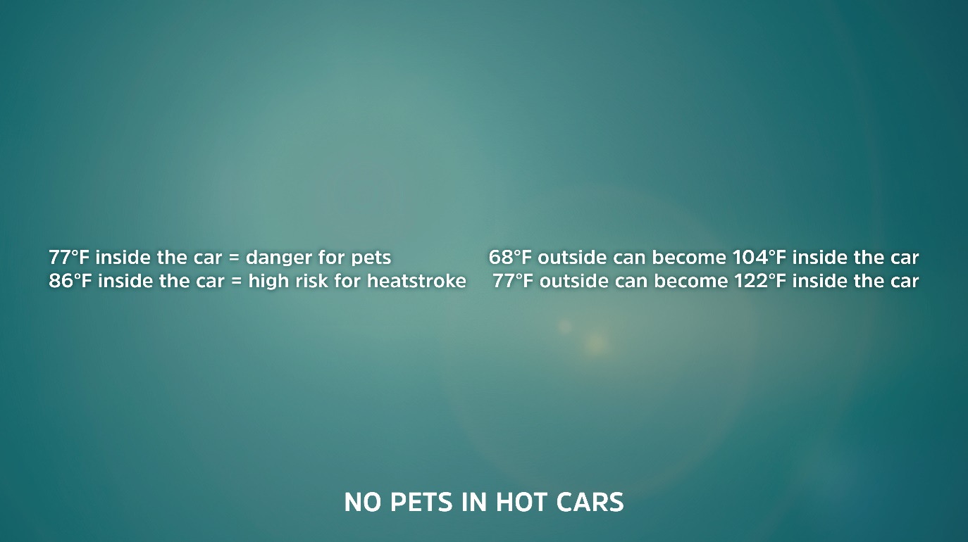 How Can I Save A Pet's Life in A Closed Car?