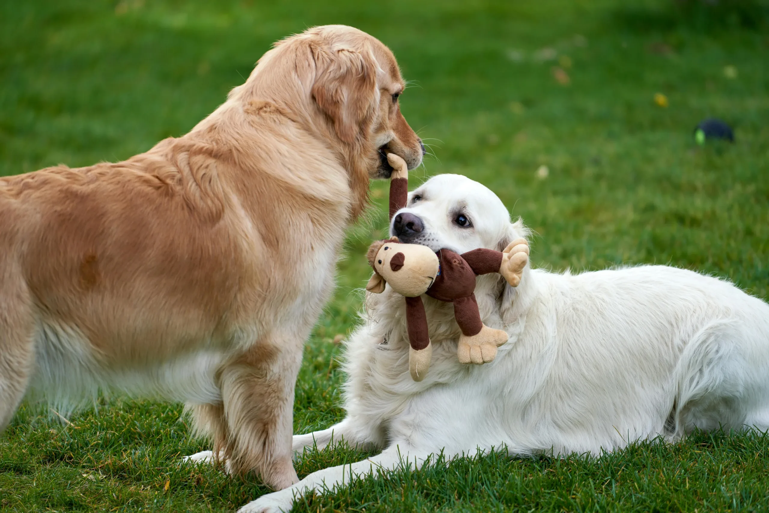 You are currently viewing Sniffing Out the Top Dog-Friendly Parks in the U.S.